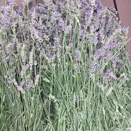 Bed & Breakfast Agrituerra Teulada