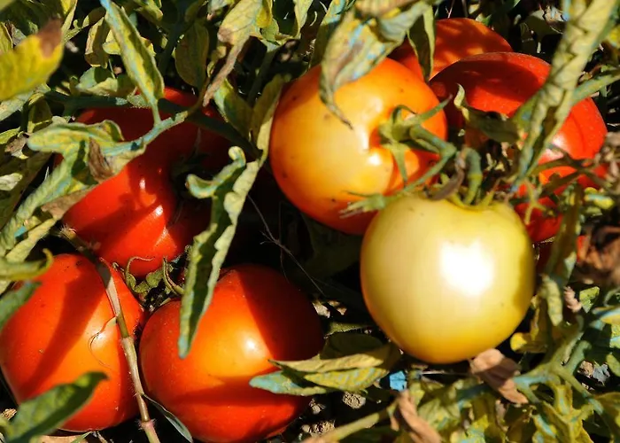 Agrituerra 3* Teulada