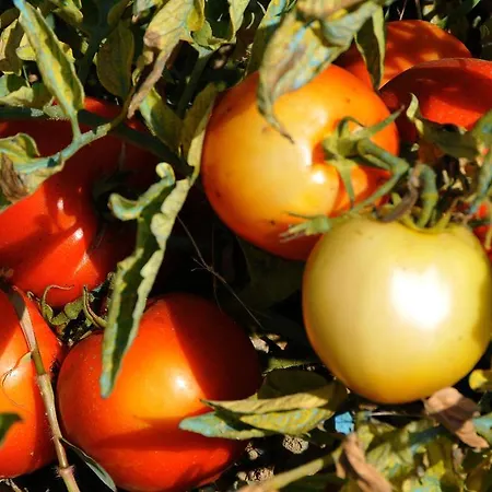 Agrituerra 3* Teulada