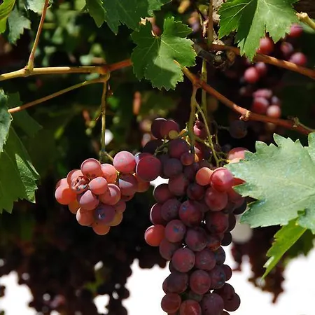 Frühstückspension Agrituerra 3*