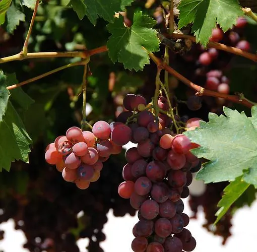 Alojamento de Acomodação e Pequeno-almoço Agrituerra 3*